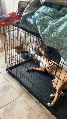 Kondisi terkini mushola PONPES Al Khoziny Sidoarjo saat salat ashar #jtvjember #evakuasi #sidoarj #fyp 