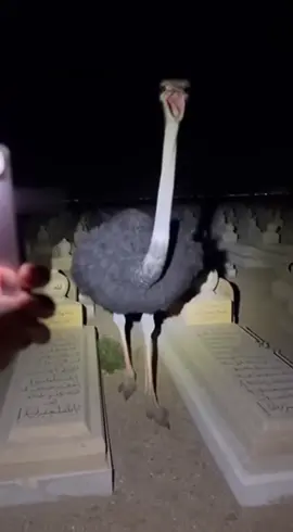 الله وأكبر😱#viral 