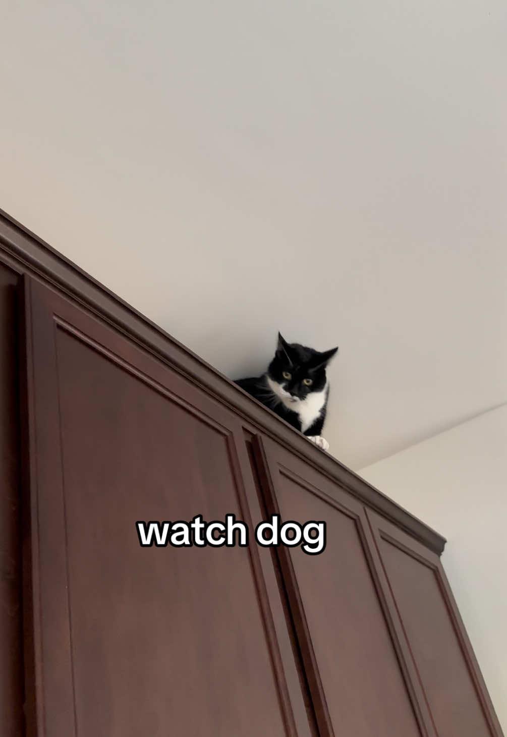 shes always watching😈 #catsoftiktok #weirdpets #funnycat #catlover #catmom  