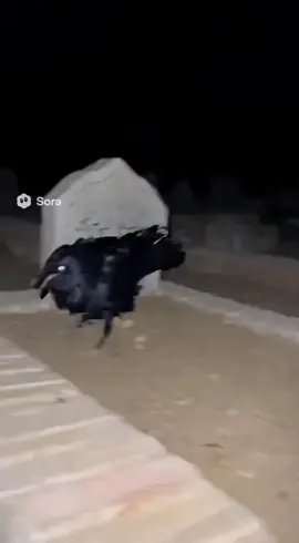 Crow says astaghfirullah