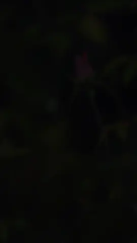 Khi đời cho ta nụ hoa không nở rộ#xuhuong #nhacsuy #nhacbuon #nhachaymoingay #nhactamtrangbuon 