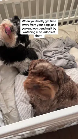 They are at the groomers  #cutedogs #minischnauzer #fypage #dogsoftiktok #schnauzersoftiktok 