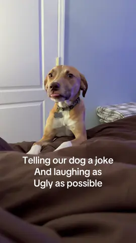 He’s traumatized lol #dogsoftiktok #trend #uglylaugh #fyp #puppy 