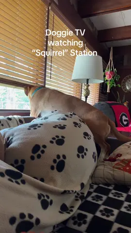 #fyp #dogsoftiktok #doglover #dogmom #trending 