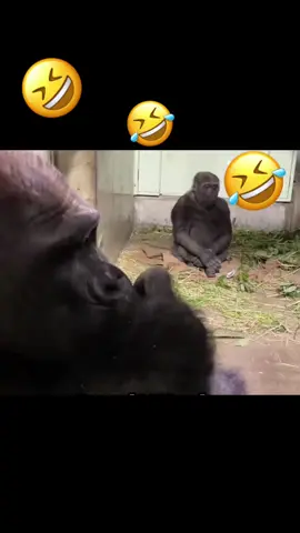 Cảnh này có quen không các anh😂😂😂 #cliphai #haihuoc #vuivemoingay❤️ #vuive #videohai 