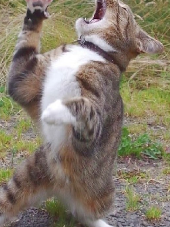 P.E.I  #comedia #viral #humor #mucão 