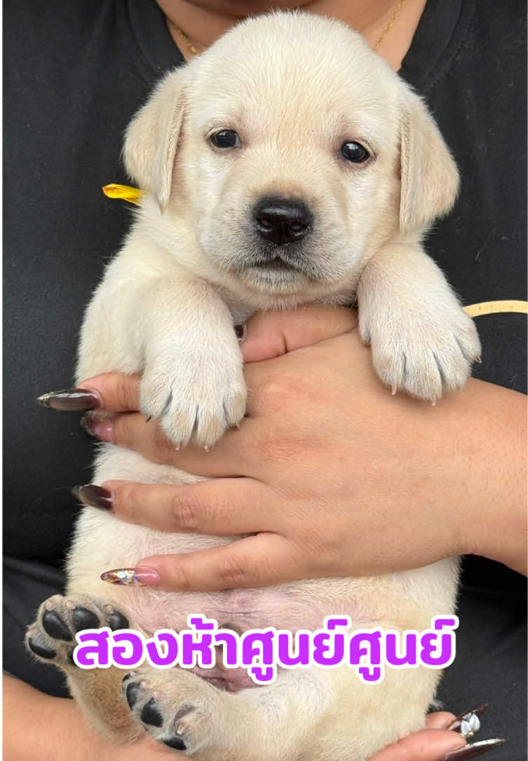 ลาบราดอ #ลาบราดอร์หมาตลก #ลาบราดอร์ #ลาบราดอร์รีทรีฟเวอร์ #ลาบราดอร์แท้ #เทรนวันนี้ @เสี่ยเจมส์🐶แฮปปี้ด็อกยโสธร v5 