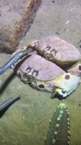 #diving #crab #catchthesea #seafood #seaside 
