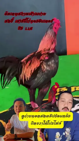 อัพเดทสภาพเจ้าเนปาลล่าสุด !!! #tkฟาร์ม #เจ้าเนปาล #สนามไก่ทองอินเตอร์ขอนแก่น #ไก่ชนวันนี้ #โกไข่สังเวียนไก่ 