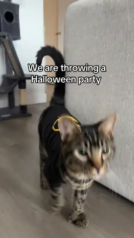 Mark your calendars‼️🗓️ #cat #halloweenparty #boycat #catsoftiktok 