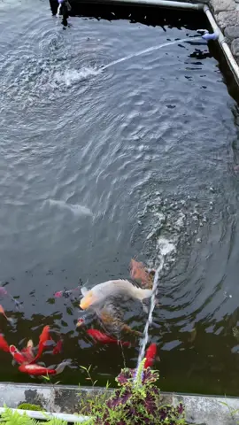 Apa kita buka kopi pagi, sambil nikmatin pemandangan Gunung Arjuno Welirang di pagi hari ??? 😉😎  . . . . . . #thepainucoffeandeatry #kafebatu #arjunowelirang #cobantalun #fyppppppppppppppppppppppp 