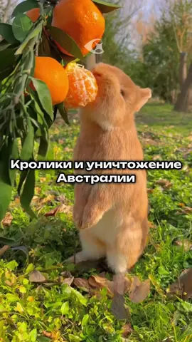 Кролики уничтожили Австралию 