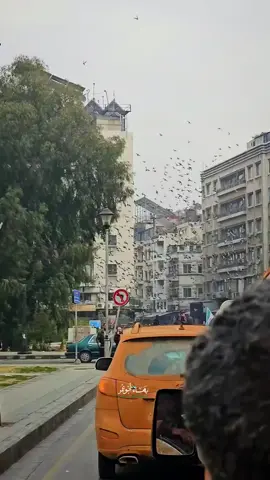 لحظه دخول دمشق 8/12/2024#تحرير #سوريا🇸🇾 #ستوريات #سوريا_تركيا_العراق_السعودية_الكويت_عمان #سوريا_تركيا_العراق_السعودية_الكويت 