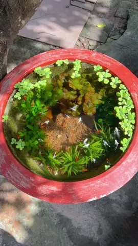 Thấy trong clip có hủ muối hột là mọi người hiểu vấn đề rồi đó, ngày nào cũng mưa làm mình rầu qué điii 🥹🥹🥹 #thuysinhngoaitroi #viraltiktok #xuhuong2025 #setupbeca #vietnamtoiyeu 