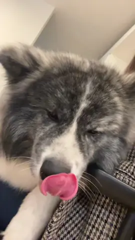 When your dog thinks he’s a puppy🤣🤣🤣🤣🤣🤣🤣🤣🤣🤣🤣🤣#dogsvideo #doglove #dogtok 