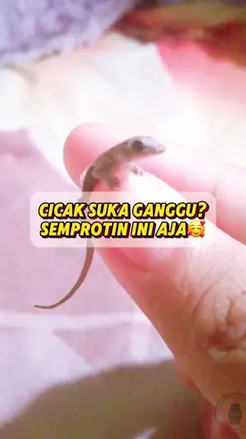 cukup semprot rutin aja cicak gabakalan ganggu” lagi! #fyp #bacuya #anticicak #pengusircicak #cicak
