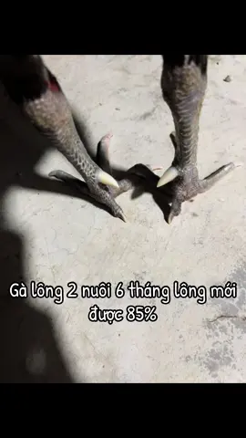 #gà_chọi_việt_nam #ga #Lông#gàchiến 