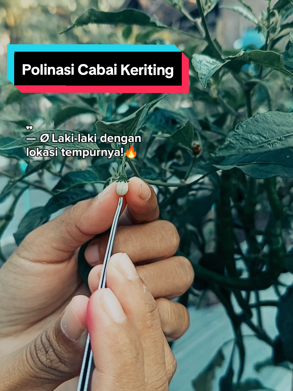 Polinasi Cabai Keriting...  #petaniindonesia🇮🇩🇮🇩🇮🇩🌿🌿  #petanimuda  #petanimilenial  #petanimuda 