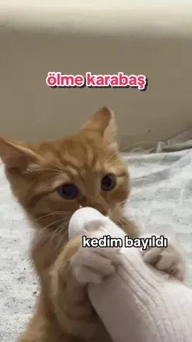 korkmayın iyiyiz #cat #catsoftiktok #funnyvideos #funnycatvideos #viral