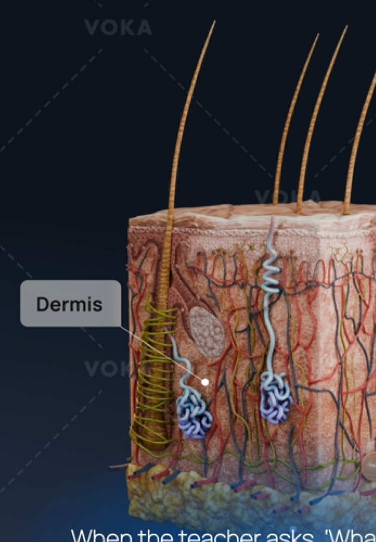 Not all pimples are on your face… some are in your brain. 🧠 #Overthinking #3Danatomy #fyp #medicalstudent #medicine