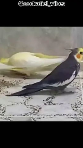 #suiiiiiiiiiiiiiii#cristianoronaldo #fayppppppppppppppppppppppppppppppppppppppp 