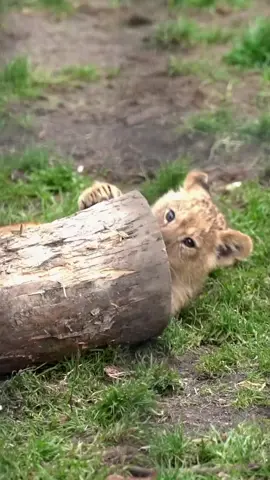 ياللهي من رائ كل ذالك المرح والجمال وتلك العيون كيف له ان يقتلها ياللهي لماذا يقتل كل ذالك الجمال اللهي انت علام الغيوب تعلم باقلبي احمييهم واحفظهم اللهي اقتل الشر والكره والحقد في قلوب من اراد بتلك الارواح الاذئ اللهي انصر الخير والحب والسلام فاان وجد الحب وجد السلام 🌺(وكل ذالك من ابداع الخالق السلام والله سبحانه وتعالى هوالسلام ومنه السلام )🌺#Oloisiadu #Olobor #Oloshipa #Lorkulup #🪨🎼🎵🎶🎸🎻🕊💔🌸🌺