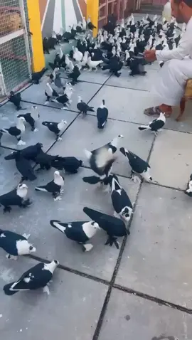 #fyyyyyyyyyyyy #fuuuuuuuuuuuu #تصميم_فيديوهات🎶🎤🎬 #مابيه_حيل_اخلي_هاشتاكات 