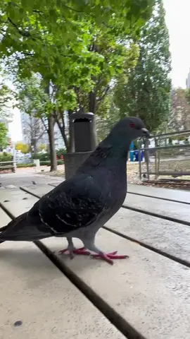 This curious pigeon kept walking along the bench — and I just couldn’t stop following it with the camera 😅🕊️ For more peaceful and fun moments from nature, visit my YouTube channel Whispering Nature 🌿 Enjoy the beauty of real wildlife and support the channel 💚 https://youtube.com/@whisperingnaturechannel?si=qvDLknnaizh9VG9i #Pigeon #UrbanWildlife #BirdWatching #NatureMoments #WhisperingNature        