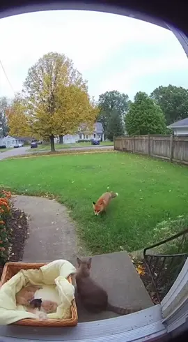 The fox wanted to kidnap the kittens, but their mother protected them