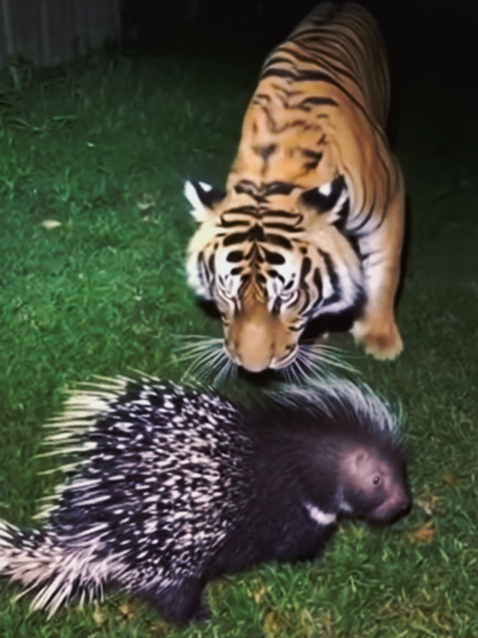 🔥 Porcupine vs Tiger — The Ultimate Jungle Showdown! 🦔🐅💥 Under the cover of night, a fearless tiger creeps in, ready to claim its next meal — but it chose the wrong opponent. 😳 The porcupine stands firm, unleashing a storm of razor-sharp quills! Within seconds, the tiger’s face is full of spikes — it lets out a thunderous roar of pain and retreats into the darkness, humbled. 🌑 Porcu wins again. Another wild victory for Porcupine vs Opponents — nature’s tiny tank never loses. 💪 Follow @porcuworld for more epic wildlife battles caught on camera! 🎥🌿 #fy #fyp #foryou #foryoupage #fyppppppppppppppppppppppp