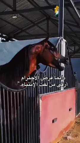 #خيل_وخياله🐎 #fyp #viral #اقتباسات #اكسبلورexplore 