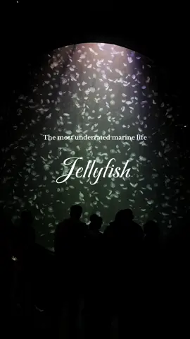 I never realised how mesmerising and peaceful it feels to watch jellyfish. #marinelife #underwater #aquarium #jellyfish #ocean