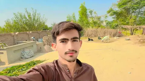 نادیہ اور مائیں گائے کو گھاس 