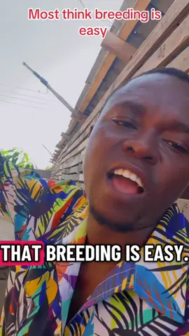 Most think breeding is easy #breeder #dog#fyp#creatorsearchinsight 