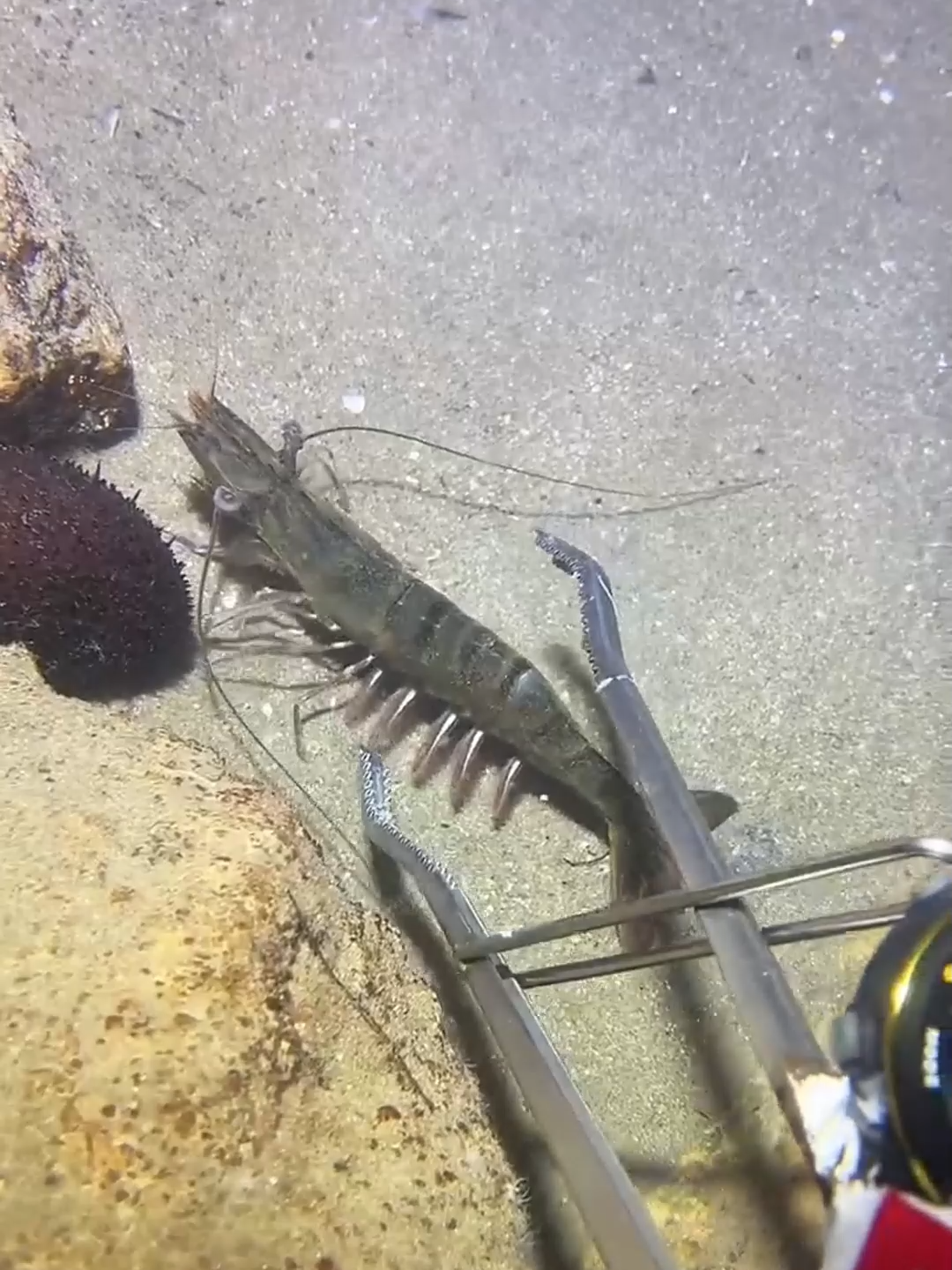 #fishing #deepsea #nemo #eels #diving #crab #lobster #beach #nature #sea #catchthesea