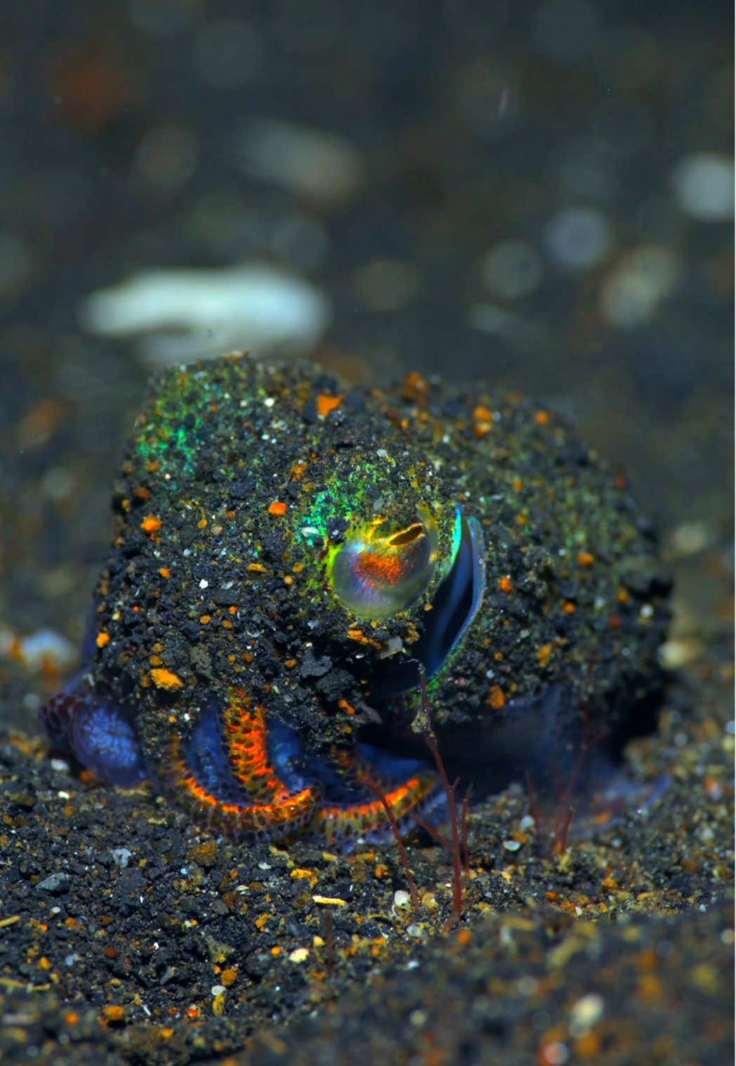 The Hummingbird Bobtail Squid (Euprymna berryi) is a tiny, round-bodied cephalopod often found buried in sandy bottoms at night, glowing softly thanks to bioluminescent bacteria living in its light organ. About the size of a grape, it gets its name from its quick, darting movements that resemble a hovering hummingbird. With iridescent blues, purples, and greens shimmering across its mantle, this squid uses both color-changing chromatophores and light-producing organs to camouflage perfectly against moonlit sand — a master of stealth and sparkle in the Lembeh Strait✨