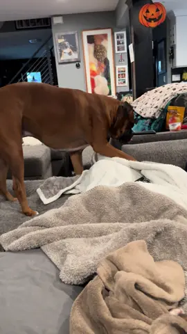 I had an afternoon lunch cocktail and fell asleep and Zeus had to squish in that 10 centimeter space and cuddle with me 🤣 I love every cuddle! #zeustheboxerdog #lunatheboxerdog #boxerdogsoftiktok #boxerdogs #boxersrule 