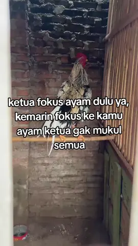 #pamaiq #hiburantiktok #ayambangkoksuper #pakhoy #fyp 