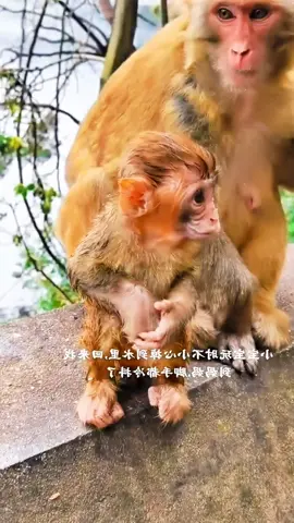 #tiktok #monkey #foryou 