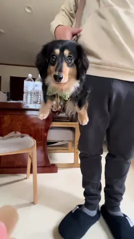 むーむーが飛んでる😂#ダックスフンド #むーむー #愛犬がいる暮らし #ペット用品おすすめ #ダックスフンドのいる生活 