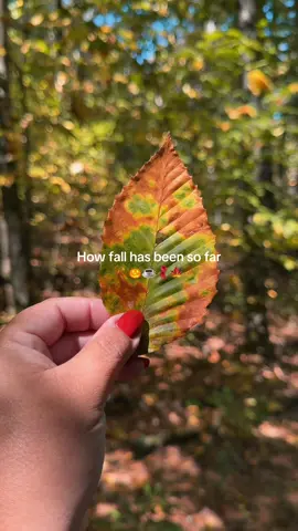 Fall is my favorite time of year! #fallaesthetic #octobermood #autumnleaves #fallvibes #lifelately 