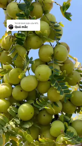 Trả lời @NTL  Anh chị nào mất ship mh đổi nick khác nha #mackham #muataitiktok #mackhamngot #merungtaybac 