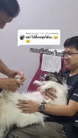 Replying to @pろじぇct〜d น่ากลัวมากๆค่ะ 😖😖😖 #หมาบางแก้ว 