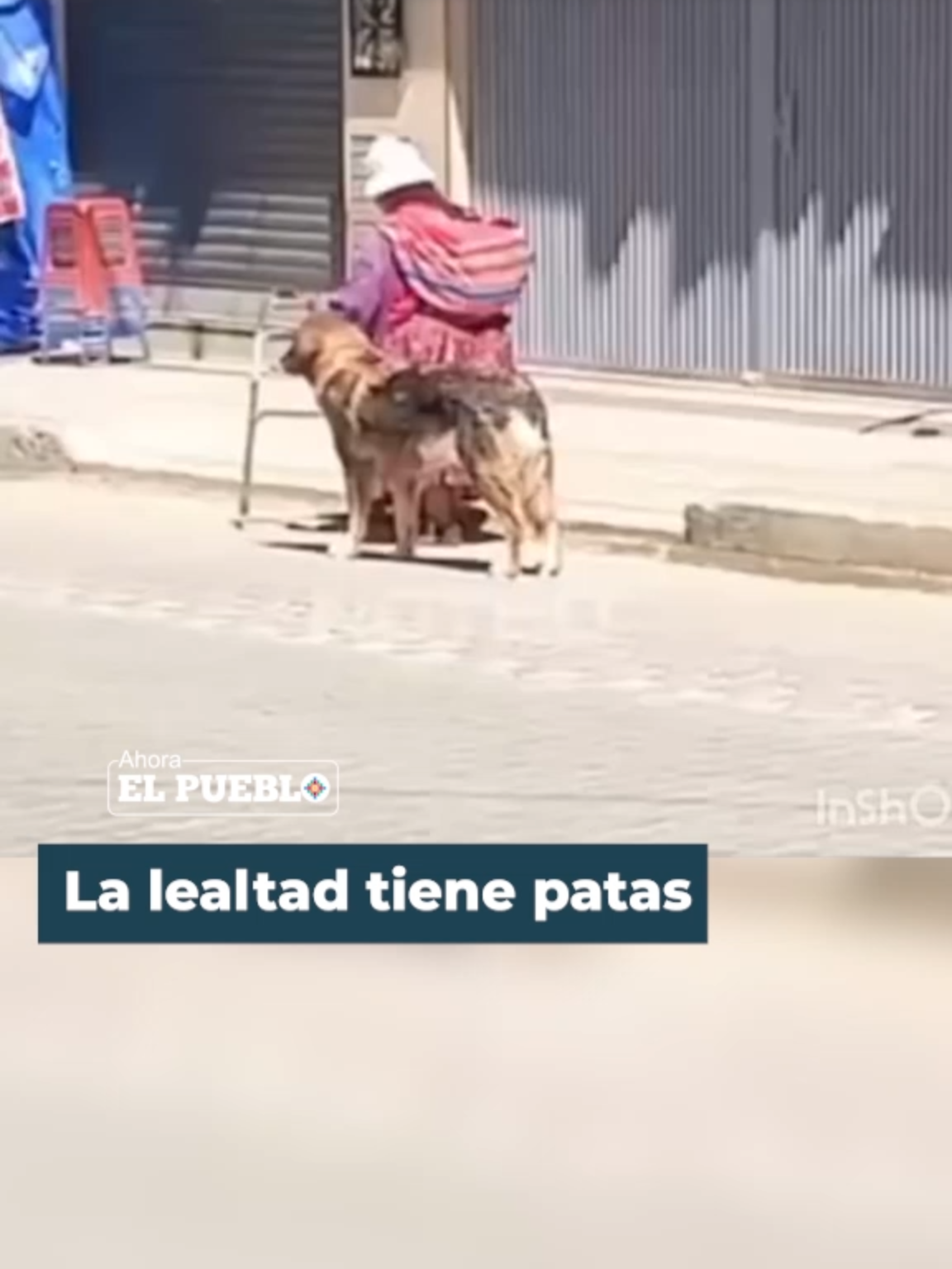 🐕‍🦺🐾👵🏻Con paciencia, este perrito acompaña a su abuelita en cada paso, demostrando que los peluditos a veces son quienes nunca nos dejan solos. Vía: NotBo #AhoraElPueblo #viral #elalto #abuelitos #perritos #tierno