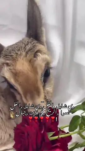 #يا_شايل_الغل_عمر_الريح_ماهزت_جبل🙅🔥  #الفنان_صلاح_الورفلي🔥 #غزال_التيك_توك #المرج_بنغازي_البيضاء_طرابلس_ليبيا #الشعب_الصيني_ماله_حل😂😂 mmmmmmmmmmmmmmmmmmmmm