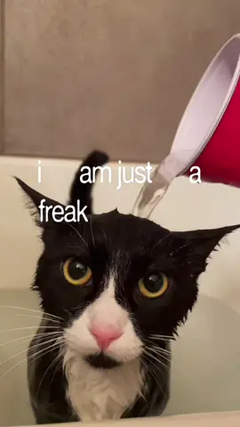 #CapCut OUT NOWWWW 👻 (song: ilyTOMMY - sick & tired 3) #ilytommy #undergroundmusic #catsoftiktok #tiktok 