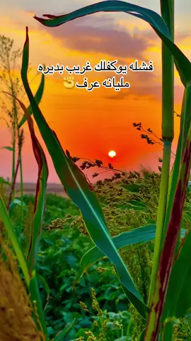 فشله يوكفلك غريب بديره مليانه عرف#تصويري #تصويري_احترافي_الاجواء👌🏻🕊😴 #صعدوه_اكسبلوور #عباره_للفيديو🙂💔 #عباراتكم_الفخمه📿📌 