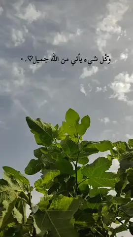 #creatorsearchinsights #لايكات👍 #تابع #الصدريه_رفعت_راسنا😌 