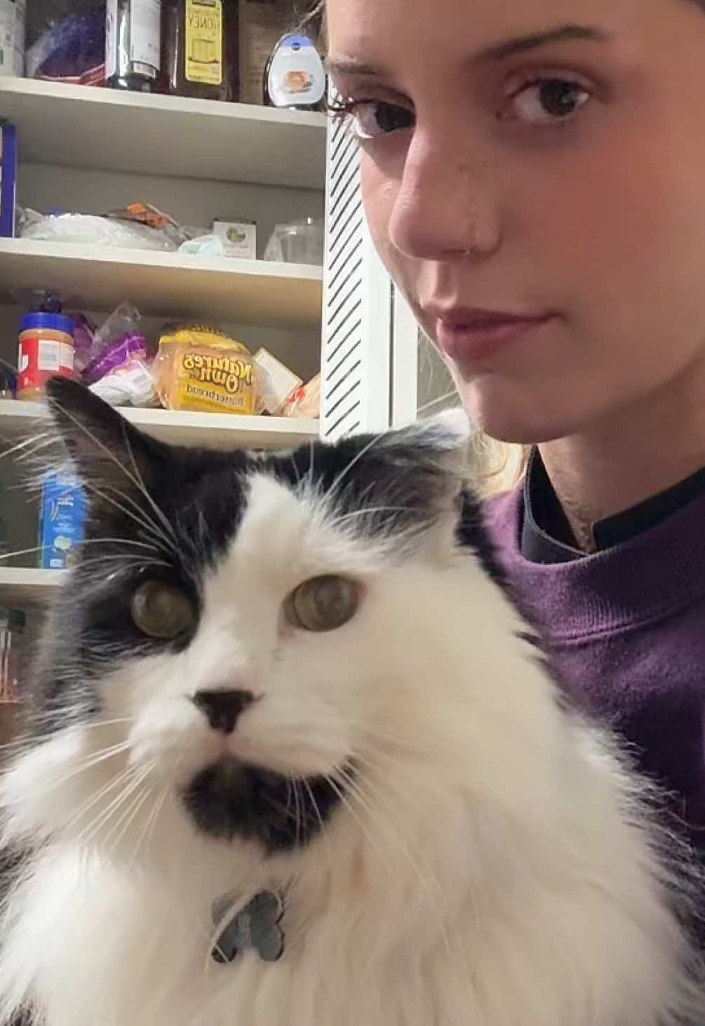 You can literally see him plot his way down #cat #laughing 