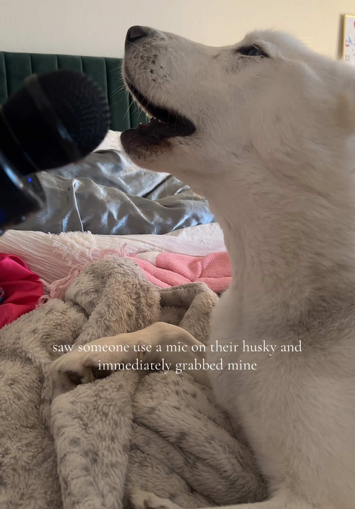 he was scared but he knew this was his moment😭 #husky #dogsoftiktok #fyp 